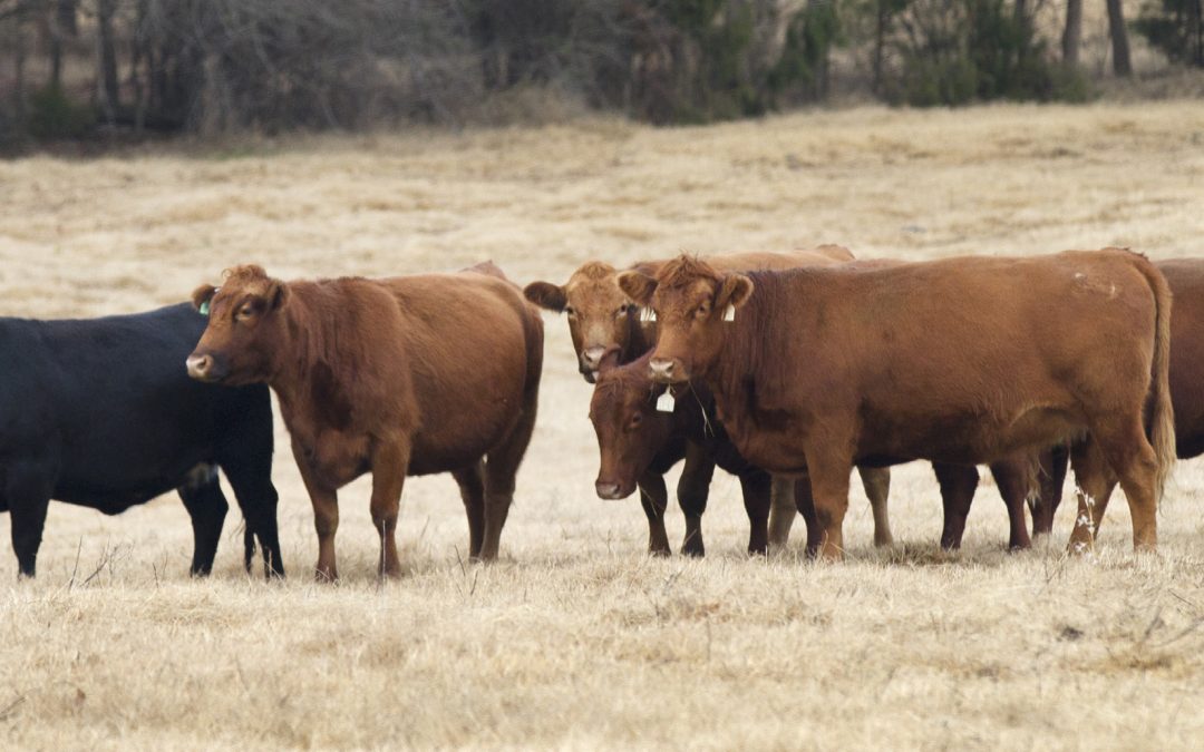 How Much Should I be Feeding my Cows?