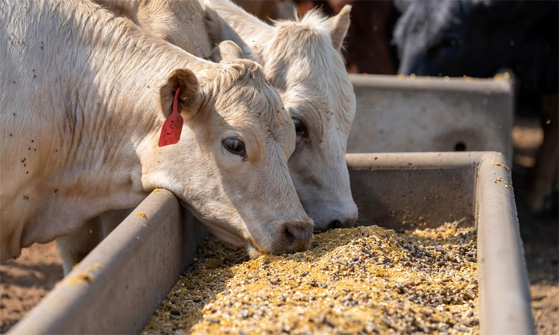 Policosanol (Triacontanol) manufacturer Policosanol (Triacontanol) manufacturer