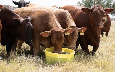 Focus on the cow herd in a dry fall season.