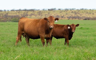 Pasture Management Tips
