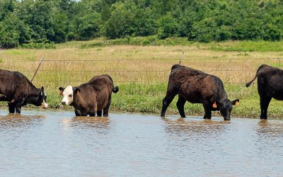 Understanding Heat Stress in Beef Cattle