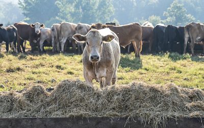 Does Silage Make Sense for You?