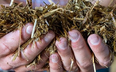 Energy Supplements in Forage Diets