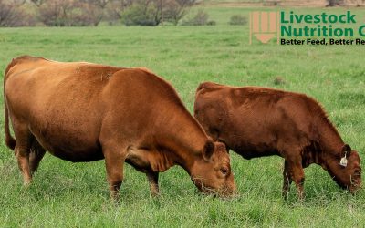How to Wean Calves with High Feed Prices